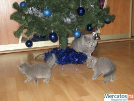 голубые и лиловые чистокровные бриташки 2