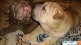 Щенки шар-пей