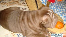 Щенки шар-пей 4