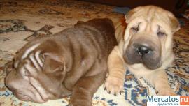 Щенки шар-пей 10