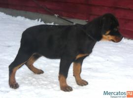 Щенки ротвейлера 3