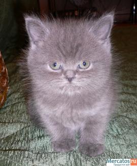 шотланские котики и кошечки голубого и лилового окраса 2