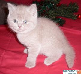 шотланские котики и кошечки голубого и лилового окраса 3