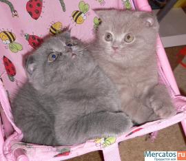 плюшевые шотландские коттята 2