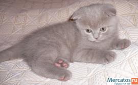 плюшевые шотландские коттята 3