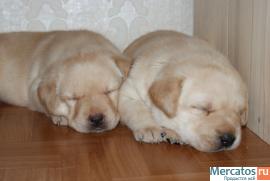 Предлагаются перспективные щенки лабрадора