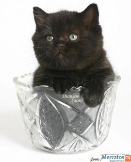 Продаю шотландских вислоухих и прямоухих котят 4