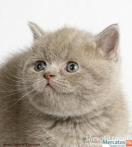 Британские (страйт)котята