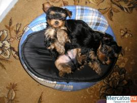 Шикарный подарок для себя и близких.