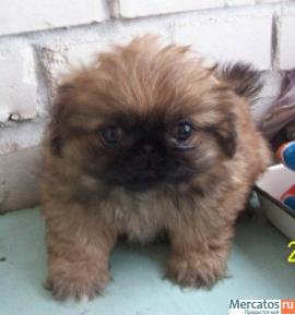 Щенок пекинеса