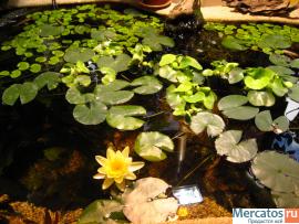 Продам эксклюзивный домашний пруд (можно в офис) 2