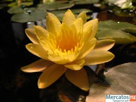 Продам эксклюзивный домашний пруд (можно в офис) 4