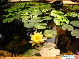 Продам эксклюзивный домашний пруд (можно в офис)