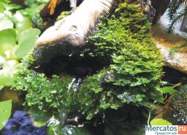 Продам эксклюзивный домашний пруд (можно в офис) 3