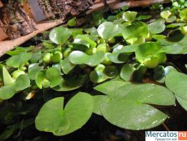 Продам эксклюзивный домашний пруд (можно в офис) 4