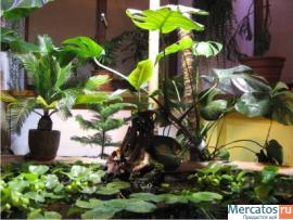 Продам эксклюзивный домашний пруд (можно в офис) 5