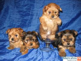 Хотите экслюзивного Голден Йорка??