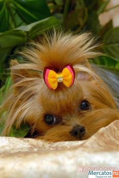 Хотите экслюзивного Голден Йорка?? 2