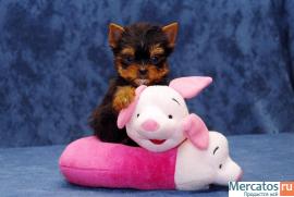 Йоркширского терьера 1.5 мес,2 мес микро и мини,6 мес, 1,2 и 5 л 2