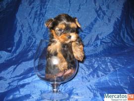 Распродажа!Йоркширских терьерчиков-мини и микро варианты,бэби ку
