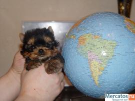 Распродажа!Йоркширских терьерчиков-мини и микро варианты,бэби ку 2