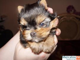 Распродажа!Йоркширских терьерчиков-мини и микро варианты,бэби ку 3