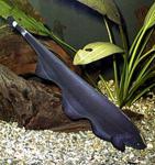 Аквариумная рыбка аптеронотус "нож-черный" собственного разведен