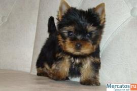 Продажа щенка йоркширского терьера, мальчик