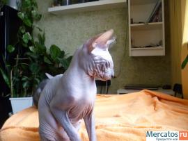 котята сфинкса донского продажа 2