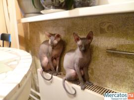 котята сфинкса донского продажа 5