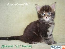 Мейн кун котята. Питомник кошек породы Мейн кун AzaliaCoon Москв 5