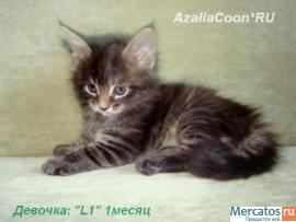 Мейн кун котята. Питомник кошек породы Мейн кун AzaliaCoon Москв 2