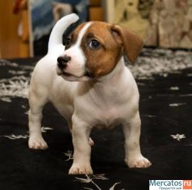 Щенки Джэк Рассел Терьеров от Чемпионов www.rustleart.ru 2