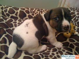 Щенки Джэк Рассел Терьеров от Чемпионов www.rustleart.ru 3