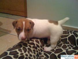 Щенки Джэк Рассел Терьеров от Чемпионов www.rustleart.ru 4