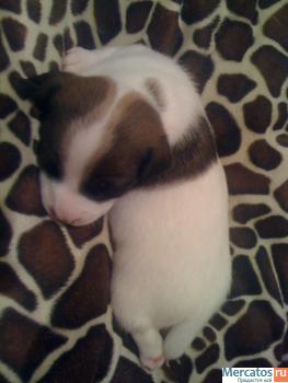 Щенки Джэк Рассел Терьеров от Чемпионов www.rustleart.ru 5