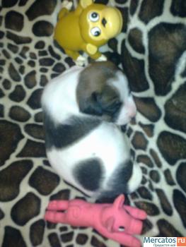 Щенки Джэк Рассел Терьеров от Чемпионов www.rustleart.ru 7