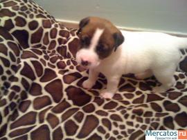 Щенки Джэк Рассел Терьеров от Чемпионов www.rustleart.ru 8