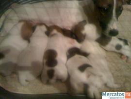 Щенки Джэк Рассел Терьеров от Чемпионов www.rustleart.ru 9