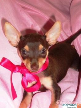 Щеночки Той-Терьера 2