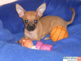 Щеночки Той-Терьера 3