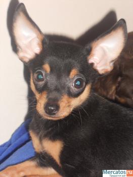 Щеночки Той-Терьера 4