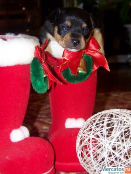 Продам собаку ТОЙ-ТЕРЬЕР