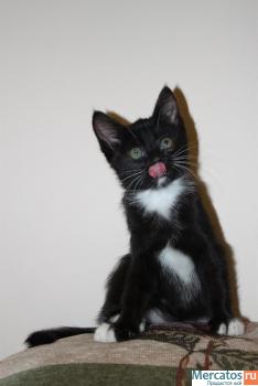 Кошечка-маркиза в добрые руки