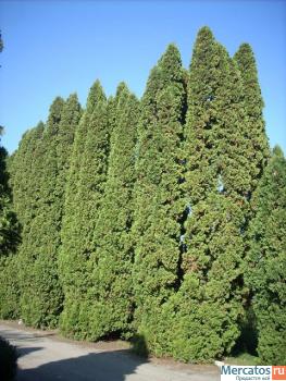 Посадочный материал. Хвойные и лиственные растения 3