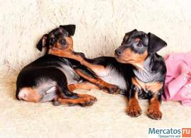 Щенки цвергпинчера (карликового пинчера) от Чемпионов! 3
