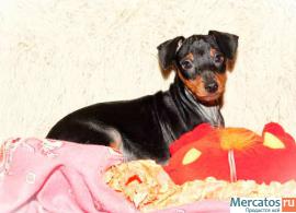 Щенки цвергпинчера (карликового пинчера) от Чемпионов! 4