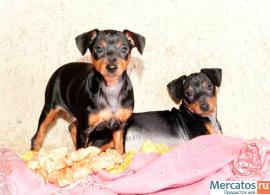 Цвергпинчер - карликовый пинчер - прелестные щенки 5