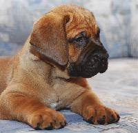 бурбуль ЮАфриканский