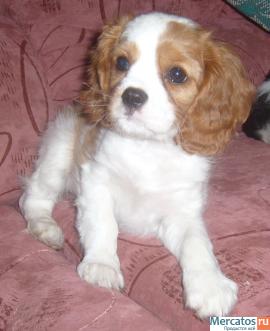 Кавалер кинг чарльз спаниель